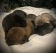 English Mastiff Puppies for sale in Fort Shaw, MT, USA. price: NA