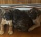 English Mastiff Puppies for sale in Saratoga Springs, NY, USA. price: NA