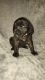 English Mastiff Puppies for sale in Sandoval, IL 62882, USA. price: $500