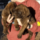 English Mastiff Puppies for sale in Anthony, KS 67003, USA. price: $500