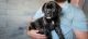 English Mastiff Puppies for sale in Draper, VA 24324, USA. price: $2,000