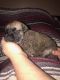 English Mastiff Puppies for sale in Frankfort, KY 40601, USA. price: $250