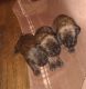 English Mastiff Puppies for sale in Claremont, IL 62421, USA. price: $800