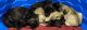 English Mastiff Puppies for sale in Bentonville, AR, USA. price: $1,500