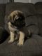English Mastiff Puppies for sale in Lebanon, MO 65536, USA. price: $400