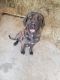 English Mastiff Puppies for sale in Westport, IN 47283, USA. price: $100,000