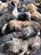 English Mastiff Puppies for sale in Birmingham, AL 35206, USA. price: NA
