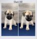 English Mastiff Puppies for sale in Holly, MI 48442, USA. price: $600