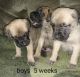 English Mastiff Puppies for sale in Accident, MD 21520, USA. price: NA
