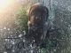 English Mastiff Puppies for sale in McDonough, GA, USA. price: $1,000