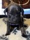 English Mastiff Puppies for sale in Bedford, KY 40006, USA. price: $1,200