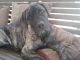 English Mastiff Puppies for sale in Carthage, TX 75633, USA. price: $1,000