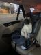 English Mastiff Puppies for sale in Roanoke, TX 76262, USA. price: $1,200