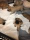 English Mastiff Puppies for sale in Winter Springs, FL, USA. price: $2,000