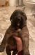 English Mastiff Puppies for sale in S Kingston Ave, Ontario, CA 91761, USA. price: $1,000