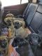 English Mastiff Puppies for sale in Coleman, MI 48618, USA. price: NA