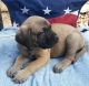 English Mastiff Puppies for sale in Accident, MD 21520, USA. price: $1,700