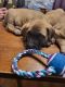 English Mastiff Puppies for sale in Warren, OH 44483, USA. price: NA