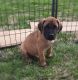 English Mastiff Puppies for sale in Farmersburg, IN 47850, USA. price: NA