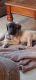 English Mastiff Puppies for sale in Nova, OH 44859, USA. price: NA