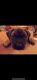 English Mastiff Puppies for sale in 150 Gillen Rd, Beaver Falls, PA 15010, USA. price: $1,600