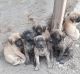 English Mastiff Puppies for sale in Accident, MD 21520, USA. price: $1,500