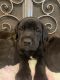 English Mastiff Puppies for sale in 9627 S Main St, Brantley, AL 36009, USA. price: $120,000
