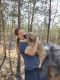 English Mastiff Puppies for sale in Gainesville, MO 65655, USA. price: NA