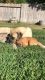 English Mastiff Puppies for sale in Merced County, CA, USA. price: NA