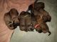 English Mastiff Puppies for sale in Charlotte, NC, USA. price: NA