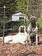 English Mastiff Puppies for sale in Inman, SC 29349, USA. price: $1,500