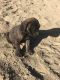 English Mastiff Puppies for sale in Lemon Cove, CA, USA. price: NA