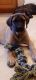 English Mastiff Puppies for sale in Nova, OH 44859, USA. price: NA