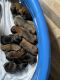 English Mastiff Puppies for sale in Bradley, IL, USA. price: $1,400