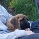 English Mastiff Puppies for sale in Newport, WA 99156, USA. price: NA