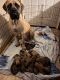English Mastiff Puppies for sale in Wellsville, PA 17365, USA. price: NA