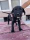 English Mastiff Puppies for sale in Odessa, TX, USA. price: NA
