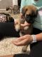 English Mastiff Puppies for sale in Tuscaloosa, AL, USA. price: NA