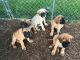 English Mastiff Puppies for sale in Bloomfield, IN 47424, USA. price: NA