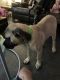 English Mastiff Puppies for sale in Chillicothe, IL 61523, USA. price: $2,000