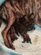 English Mastiff Puppies for sale in Lebanon, PA 17046, USA. price: $1,800