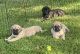 English Mastiff Puppies for sale in Missouri City, TX, USA. price: NA