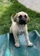 English Mastiff Puppies for sale in Highland, UT 84003, USA. price: NA