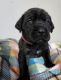 English Mastiff Puppies for sale in Gibbon Glade, PA 15437, USA. price: NA