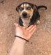 English Mastiff Puppies for sale in McDonough, GA 30253, USA. price: $200