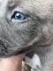 English Mastiff Puppies for sale in Beaumont, TX, USA. price: $300