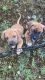 English Mastiff Puppies for sale in Spokane Valley, WA, USA. price: NA