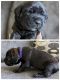 English Mastiff Puppies for sale in Ruckersville, VA 22968, USA. price: $800