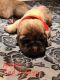 English Mastiff Puppies for sale in Oxnard, CA 93035, USA. price: NA