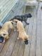 English Mastiff Puppies for sale in Fayetteville, AR, USA. price: $500